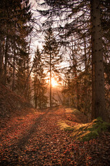 Obraz premium Misty sunrise in the forest. Beautiful and mystic atmosphere in the woods at dawn.