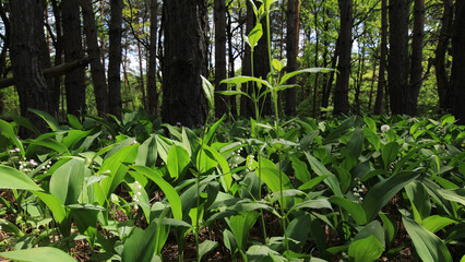 green grass in the forest