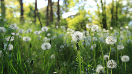 Obraz premium dandelions in the meadow