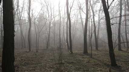 fog in the forest