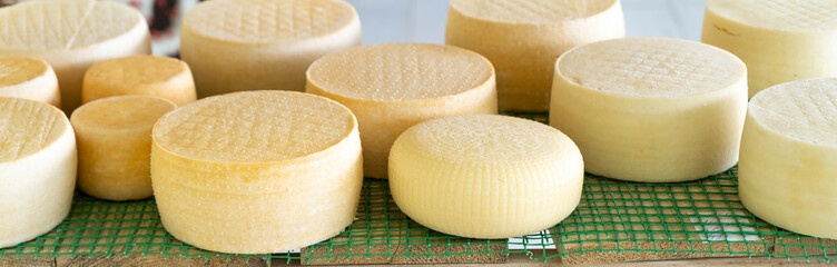 Fresh cheese heads are on a shelf in the cheese factory. Cheese fermentation on a dairy farm. Banner