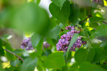Lilac branches close up