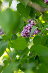 Lilac branches close up