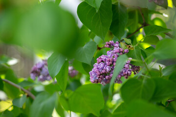 Lilac branches close up
