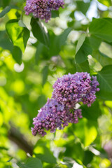 Obraz premium Lilac branches close up