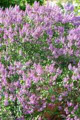 Fototapeta premium Lilac branches and flowers fill the entire frame