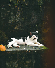 black and white cat