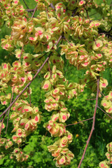 Flowering branch of a plant called the small elm.