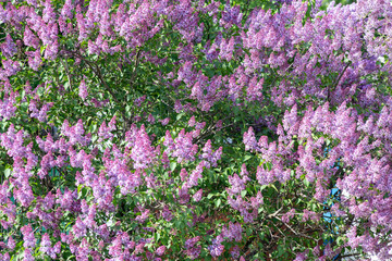 Lilac branches and flowers fill the entire frame