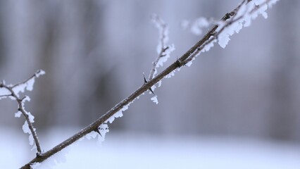 branches covered with snow