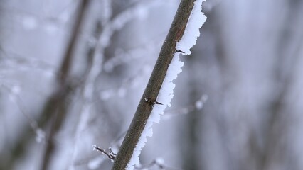 snow covered branches