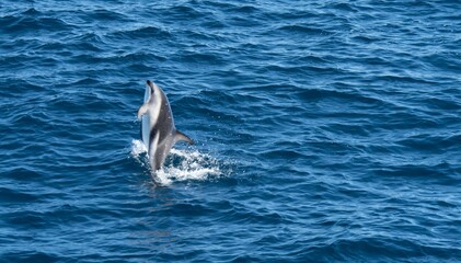 verspielter, springender  Schwarzdelfin (Lagernohynchus obscurus) im offenen Meer 