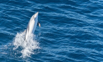 verspielter, springender  Schwarzdelfin (Lagernohynchus obscurus) im offenen Meer 