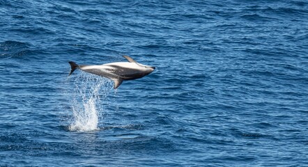 verspielter, springender  Schwarzdelfin (Lagernohynchus obscurus) im offenen Meer  © stylefoto24