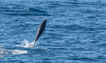 verspielter, springender  Schwarzdelfin (Lagernohynchus obscurus) im offenen Meer  © stylefoto24