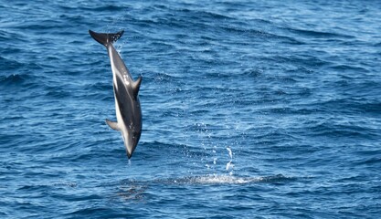 Fototapeta na wymiar verspielter, springender Schwarzdelfin (Lagernohynchus obscurus) im offenen Meer 