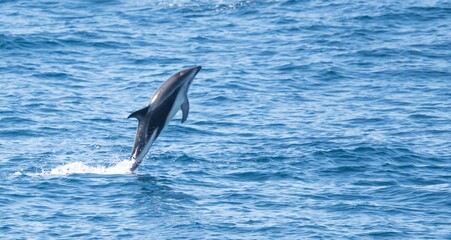 verspielter, springender  Schwarzdelfin (Lagernohynchus obscurus) im offenen Meer 