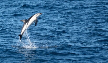 verspielter, springender  Schwarzdelfin (Lagernohynchus obscurus) im offenen Meer 