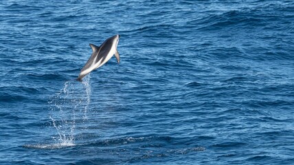 verspielter, springender  Schwarzdelfin (Lagernohynchus obscurus) im offenen Meer  © stylefoto24