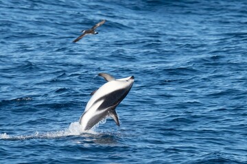 Fototapeta na wymiar verspielter, springender Schwarzdelfin (Lagernohynchus obscurus) im offenen Meer 