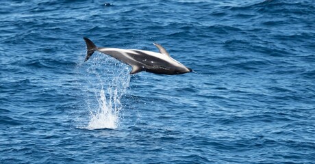 verspielter, springender  Schwarzdelfin (Lagernohynchus obscurus) im offenen Meer  © stylefoto24