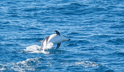 verspielter, springender  Schwarzdelfin (Lagernohynchus obscurus) im offenen Meer 