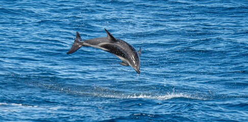 verspielter, springender  Schwarzdelfin (Lagernohynchus obscurus) im offenen Meer  © stylefoto24