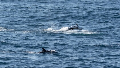 verspielter, springender  Schwarzdelfin (Lagernohynchus obscurus) im offenen Meer 
