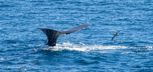 Pottwal (Physeter catodon) im offenen Meer

