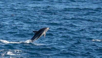 verspielter, springender  Schwarzdelfin (Lagernohynchus obscurus) im offenen Meer 