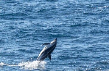 verspielter, springender  Schwarzdelfin (Lagernohynchus obscurus) im offenen Meer 