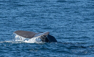Fototapeta premium Pottwal (Physeter catodon) im offenen Meer