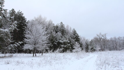 snow covered trees