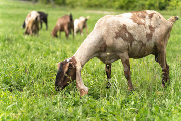 Dairy goats of the Anglo Nubian breed close-up. Portrait of a goat with big ears on the background of a green meadow countryside