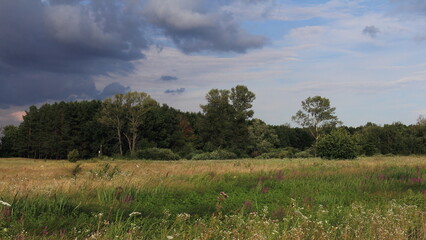 landscape with trees