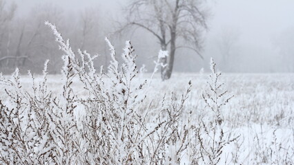 reeds in the snow