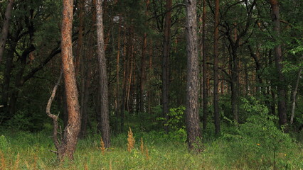 forest in autumn