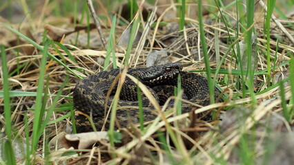 snake in grass