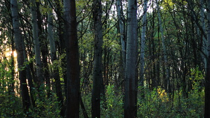 Naklejka premium sunset in the forest