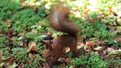 squirrel in the park