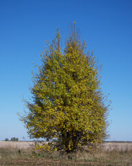 Wild pear tree. A lonely yellowed autumn tree in a field. Sunny autumn day. Landscape.
