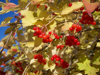 Ripe berries on the branches of a viburnum bush in autumn. Clusters of red berries. Yellow autumn leaves, close-up. Ripe autumn berries.