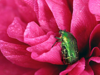 green rose chafer, Cetonia aurata, in pink peony flower with water drops after rain shower, detail macro shot close up
