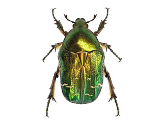 Green beetle or Rose chafer, cetonia aurata, isolated on white background, detailed makro top view