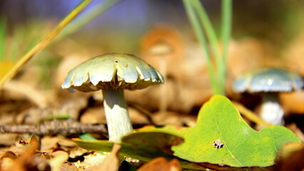 mushroom in the forest