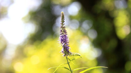 flowers in the garden