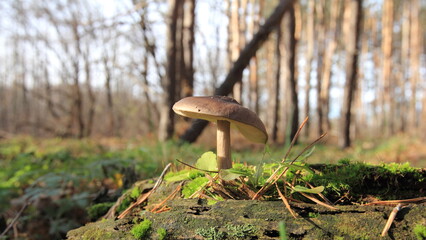 mushroom in the forest