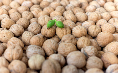 pair of young green nuts against the background of old walnuts