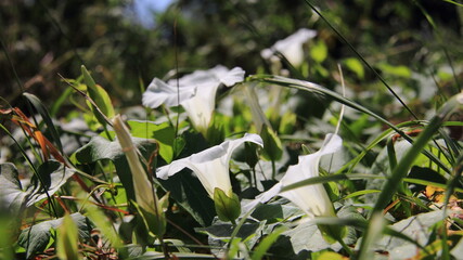 snowdrops in the garden