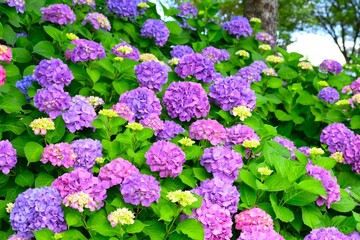 満開の紫陽花の花、美しい庭のアジサイ	
